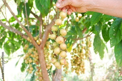 Farmer Holding Fresh Burmese Grape Harvest in Hand