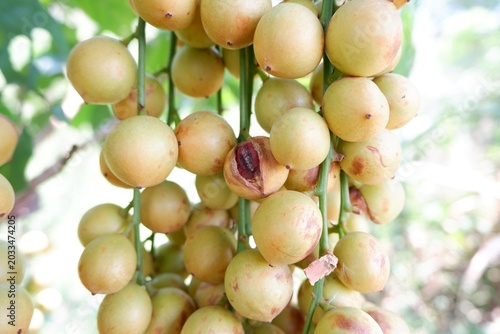 Foto Tropical Burmese Grape Tree with Abundant Fresh Fruits