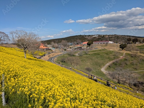 the beautiful canola flower garden