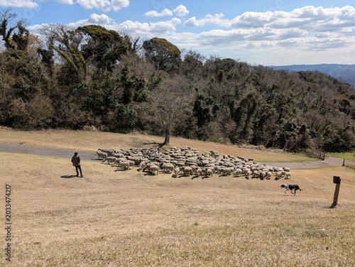 the sheep show featuring sheepdogs and sheep