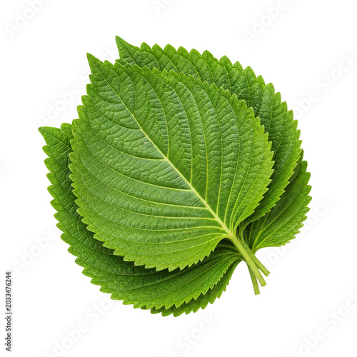 깻잎 Leaf Kkaes