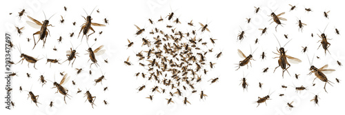 Bild auf Leinwand Swarm of crickets in mid jump, Acheta domesticus, Gryllidae family, house cricke