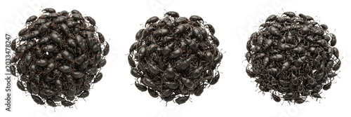 Photography Swarm of weevils grouped, Sitophilus granarius, Curculionidae family, granary we