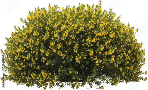Flowering yellow shrub isolated on white background for landscape design and garden architecture vector illustration element