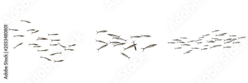Fotografi Swarm of backswimmers, Notonecta glauca, Notonectidae family, aquatic hemiptera