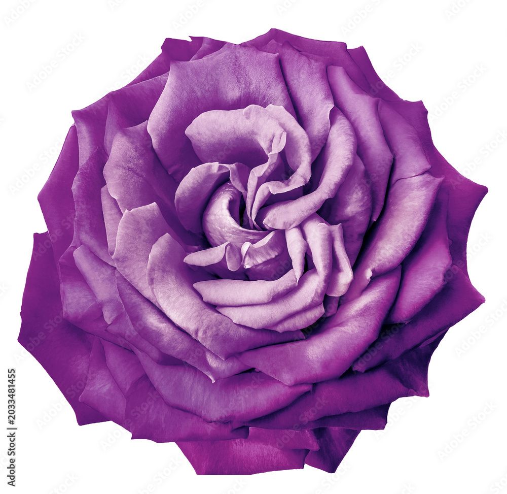 Obraz premium Rose flower on isolated background with clipping path. Closeup. For design. Nature.