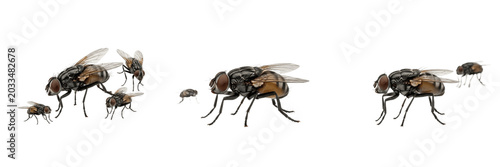 Photos Swarm of cluster flies, Pollenia rudis, Calliphoridae family, sluggish overwinte