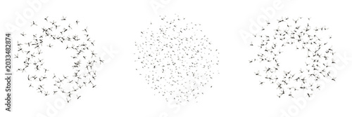 Swarm of fungus gnats, Bradysia impatiens, Sciaridae family, greenhouse agricultural nursery pest cluster, organic matter decomposer, soil moisture habitat, larval root damage vector lines