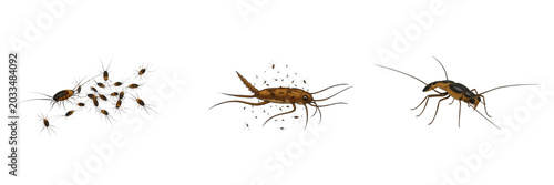 Swarm of water boatmen, Corixa punctata, Corixidae family, aquatic hemiptera surface swimming alignment, natatorial hind limbs rowing propulsion, freshwater ecosystem pond habitat index chart