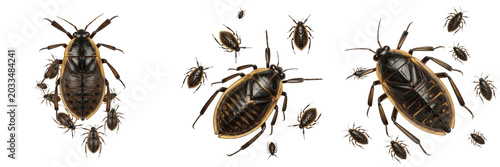 Canvastavla Swarm of giant water bugs, Lethocerus americanus, Belostomatidae family, predato