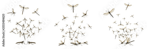 Photography Swarm of snakeflies, Raphidia ophiopsis, Raphidiidae family, elongated prothorax