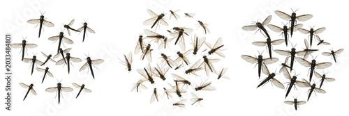Canvastavla Swarm of fishflies, Chauliodes pectinicornis, Corydalidae family, megaloptera pe