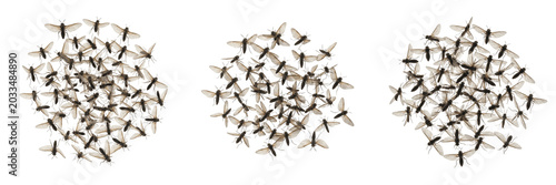 Photos Swarm of alderflies, Sialis lutaria, Sialidae family, megaloptera smoky wings fo