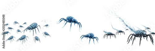 Foto Swarm of embiids, Embia savignyi, Embiidae family, embioptera spun silk tunnel a