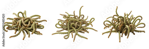 Swarm of caterpillars crawling, Pieris brassicae, Pieridae family, large white butterfly larvae defoliation trail, prolegs crochets adhesion, agricultural crop damage tracking profile