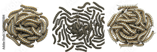 Photos Swarm of hornworm caterpillars, Manduca sexta, Sphingidae family, tobacco hornwo