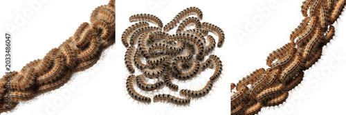 Tableau sur toile Swarm of tent caterpillars, Malacosoma neustria, Lasiocampidae family, european