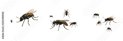 Photos Swarm of insects with detailed wings, Chrysoperla carnea, green lacewing longitu
