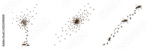 Foto Swarm of insects in tight formation, Schistocerca gregaria, desert locust gregar