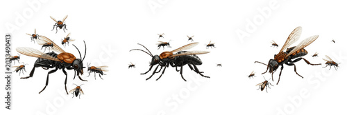 Quadro su tela Swarm of insects thin scattered formation, Culicoides imicola, biting midge spar