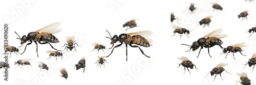 Foto Swarm of insects realistic texture, Scarabaeus sacer, dung beetle chitin armor s