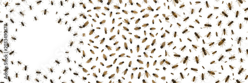 Foto Swarm of insects with varied sizes, Formicidae family, ant major minor worker re