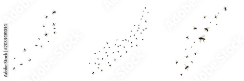 Foto Swarm of insects forming cluster burst, Acrididae family, migratory locust explo