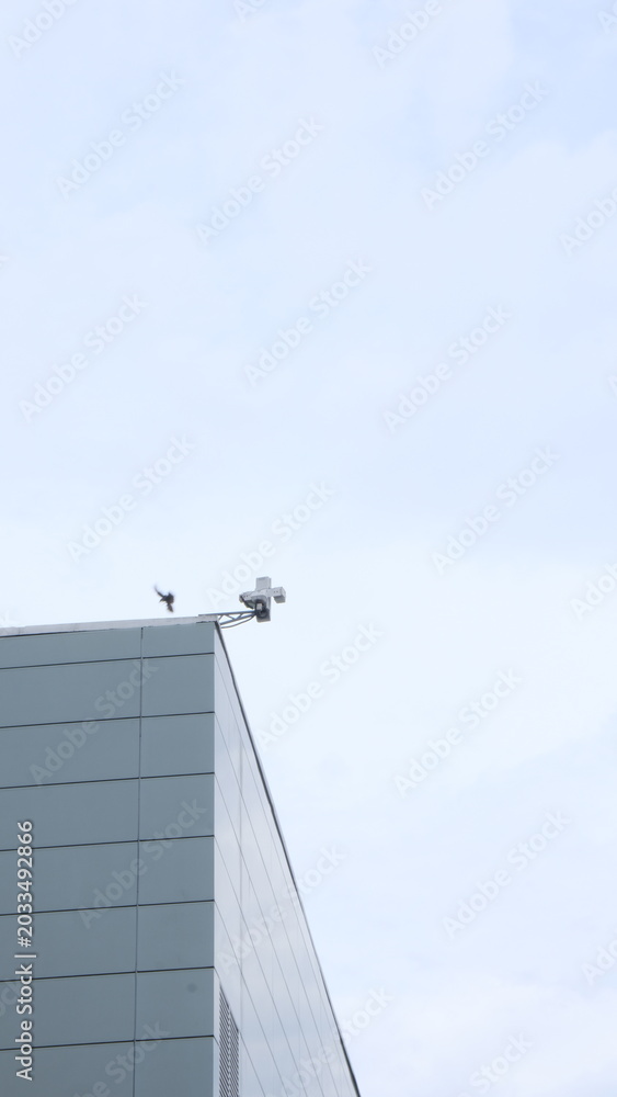 Obraz premium seagull on a roof