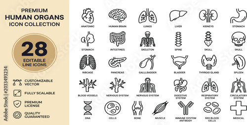 Cuadro en lienzo Human organs line icon set featuring anatomy, biology, health, internal, heart, brain, and medical