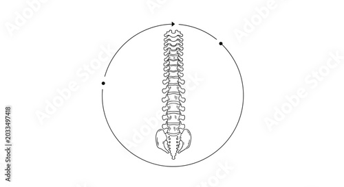 Minimalist line drawing of a human spinal column positioned inside a circular frame used for medical or chiropractic branding concepts.