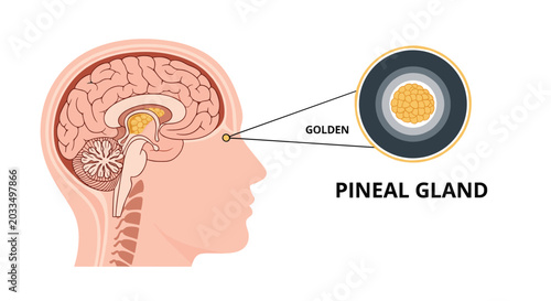 Anatomical cross section of the human brain highlighting the position of the pineal gland with a detailed callout for medical study.