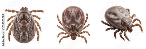 Photos Soft tick, Argas reflexus, close-up perspective view, Argasidae family, leathery