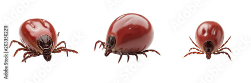 Canvas-taulu Female tick, Ixodes ricinus, realistic lighting setup, Ixodidae family, castor b