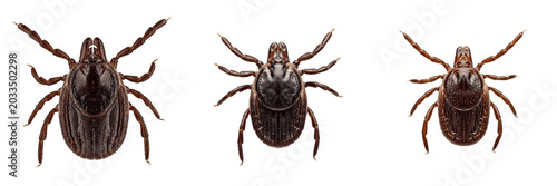 Tableau sur toile Male tick, Ixodes ricinus, dorsal view perspective, Ixodidae family, complete sc