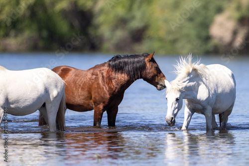 Φωτογραφία Wild horse bay stallion with white mares in the Salt River near Mesa, Arizona, U