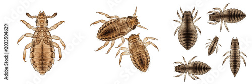 Schilderij op canvas Cattle lice, Bovicola bovis, macro view perspective, Trichodectidae family, catt
