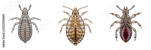 Cuadro en lienzo Sucking lice, Anoplura suborder, piercing mouthparts profile, Haematopinidae fam