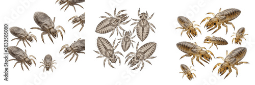 Bild auf Leinwand Pig lice, Haematopinus suis, swine ectoparasite specimen, Haematopinidae family,