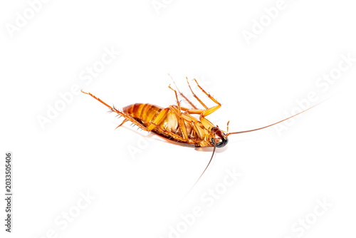 Dead cockroach lying upside down on a white background, household pest control concept