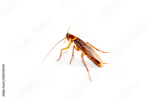Close up of Cockroach isolated on white background for pest control service and household hygiene concept