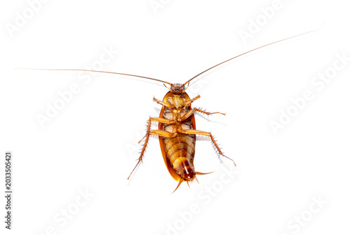 Dead cockroach lying upside down on a white background, household pest control concept