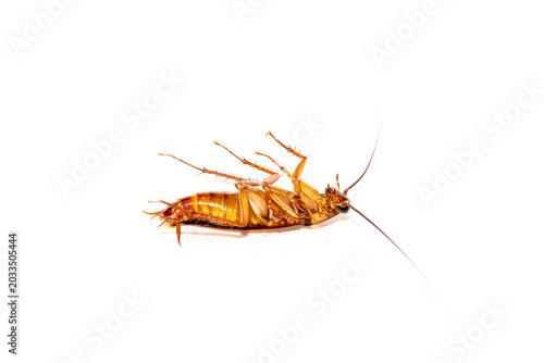Dead cockroach lying upside down on a white background, household pest control concept