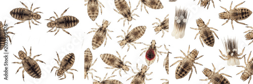 Bild auf Leinwand Horse lice, Haematopinus asini, equine ectoparasite profile, Haematopinidae fami