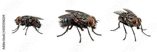 Tableau sur toile House fly, Musca domestica, macro detail view, Muscidae family, filth fly domest