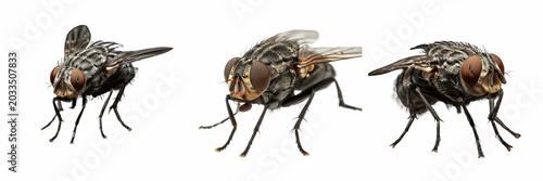 Φωτογραφία Fly extreme macro, Musca domestica, chitin exoskeleton micro structure, Muscidae