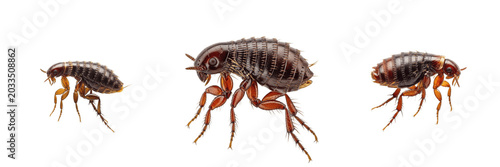Foto Dog flea, Ctenocephalides canis, lateral compression profile, Pulicidae family,