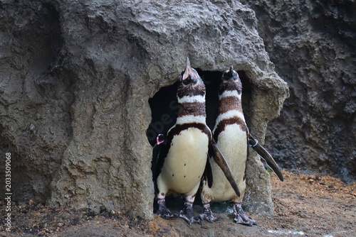 Foto Pair of Magellanic Penguins Standing at Burrow Entrance