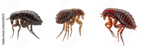 Tableau sur toile Flea close-up, Ctenocephalides felis, genal ctenidium comb spikes magnification,