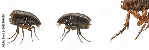 Photos Flea detailed legs, Ctenocephalides felis, metathoracic jumping leg structure, P