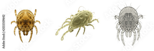 Quadro em tela Mange mite, Sarcoptes scabiei, burrowing epidermal parasite profile, Sarcoptidae